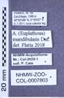 Etiketten zu Athous mandibularis (Dufour, 1843) (NHMW-ZOO-COL-0007803)